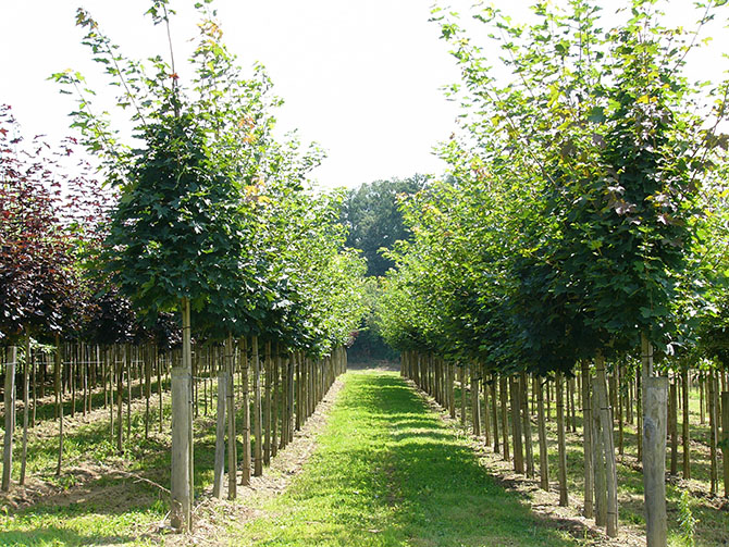 Des arbres cultivés en pleine terre et transplantés régulièrement - © Pépinières Charentaises